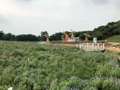 -松山湖梦幻百花洲