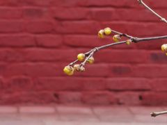 -报恩寺(平武县)