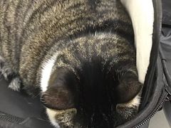 -艾贝尔宠物医院·24H转诊中心·肿瘤猫专科(江宁双龙店)