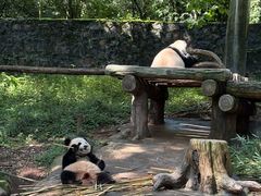 -都江堰中华大熊猫苑