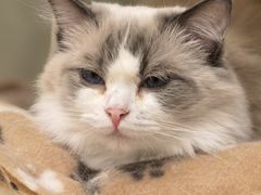 -有喵·猫咖·狗咖·30几只猫10只小狗(岗厦店)