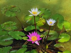 -南通洲际绿博园