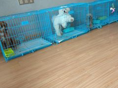 -犬也宠物造型(恒茂国际都会商业街店)