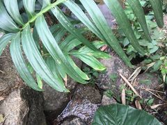 -广州市流溪河国家森林公园