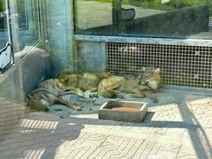 -西霞口神雕山野生动物世界