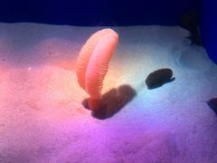 -瑞普利水族馆