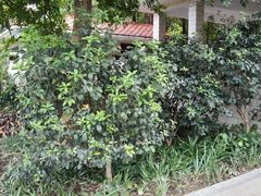 -晓港公园