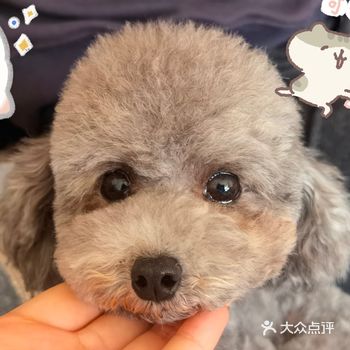 小狗狗的美容前️美容后