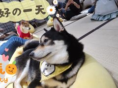 -逗柴咖啡屋·狗咖猫咖宠物桌游