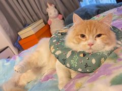 -瑞派动物医院·绝育·犬猫全科·预防医学(光景江南中店)