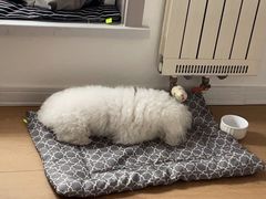 -波姐宠物家庭寄养