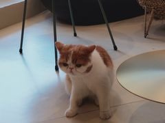 -飞行喵MR PILOT|猫舍·猫咖(静安大融城店)