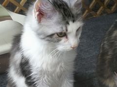 -欣宠猫屋·矮脚拿破仑·蓝金金渐层