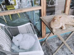 -喵屿·大理花园猫咖