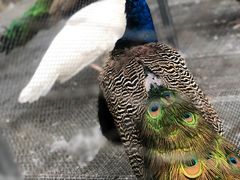 -福建鲤鱼洲酒店