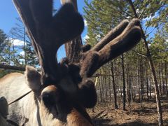 -北极村旅游风景区