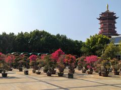 -厦门园林博览苑