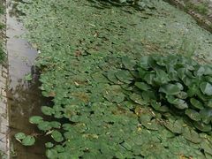 android_upload_pic-白洋淀景区