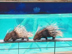 -清迈夜间动物园