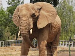 -石家庄市动物园