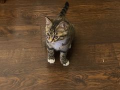 -瑞派·关忠动物医院·异宠专科·犬猫肿瘤·皮肤专科(望京店)