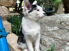 -龙华素斋(龙华路店)