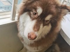 -Let's go狗咖·猫咖·奶狗·桌游(春熙路IFS店)