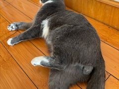 -爱派特动物医院·全科诊疗中心