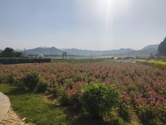 -君乐宝优致牧场