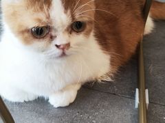 -飞行喵MR PILOT|猫舍·猫咖(静安大融城店)