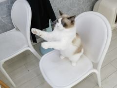 -喵的天空名猫咖啡馆·撸猫·猫舍·用品