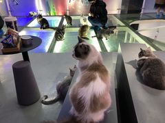 -极木²邸 人与宠物·互动社区