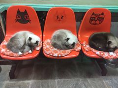 -猫咪博物馆(顶澳仔猫街店)