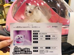 -屋虎猫馆(宝安大仟里店)