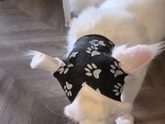 -瑞派·关忠动物医院·猫专科·犬专科(三环新城店)