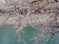 -桃花堤公园
