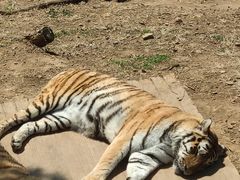 -大连森林动物园