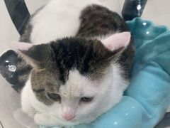 -佳雯宠物医院(金华南路分院)