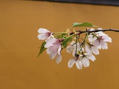 -龙华寺