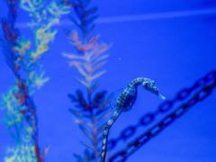 -上海海洋水族馆