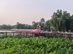 -莲花池公园