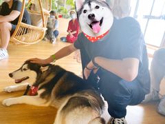 春杏-Husky Go! 哈士奇体验馆·宠物咖啡厅狗咖