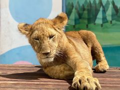 -大连森林动物园