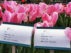 -上海鲜花港