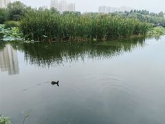 -前关湿地公园