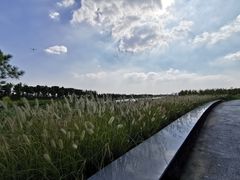 -春花秋色城市公园