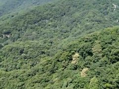 -牛背梁国家森林公园