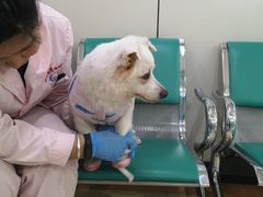 -北京观赏动物医院·24小时大型综合·猫专科·异宠专科