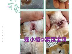 -宠小格时尚宠物生活馆(唐镇店)