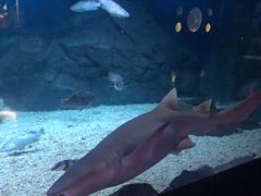 -烟台海昌鲸鲨海洋公园